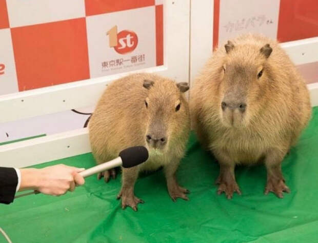 красивые картинки