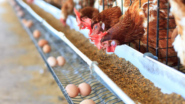 Минсельхоз РФ ожидает роста производства яиц и мяса птицы в текущем году