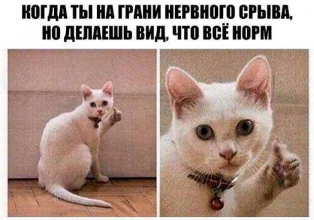 Новые прикольные фотомемы (24 шт)