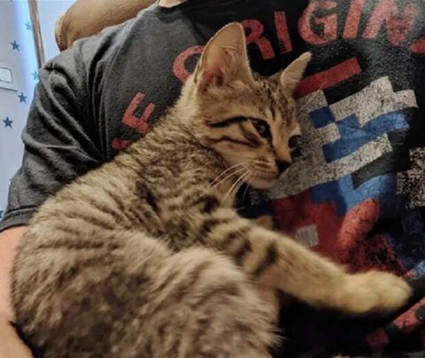 Котенок на руках Котенок обнимает хозяина