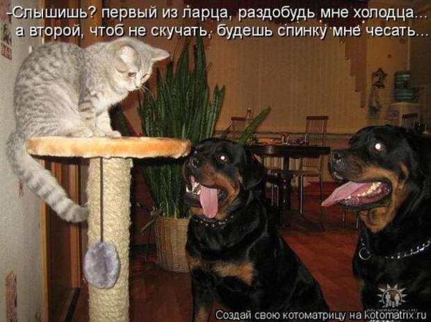 Котоматрицы(картинки с надписями)