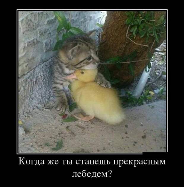 Демотиваторы - 1000 Демотиваторы - 1000