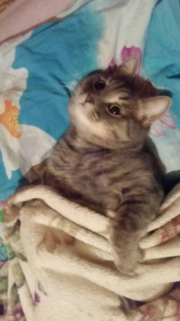 кот на кровати