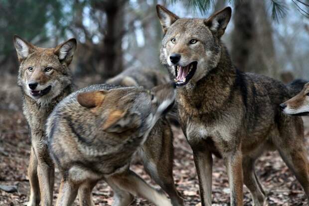 Рыжий волк некогда населял большую часть востока США, от Пенсильвании до Техаса, но истребление, разрушение среды обитания и гибридизация с койотами привели к плачевным последствиям.   животные, исчезновение, рыжий волк, угроза