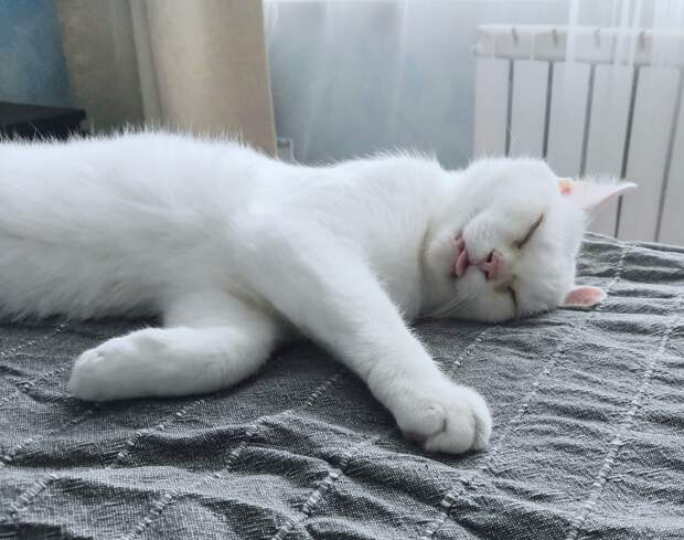 белый кот