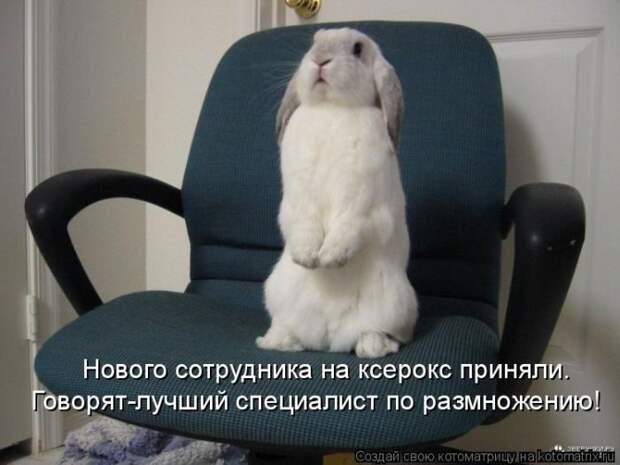 Кошатина да псятинка позитивная, этакая забавная, с надписями, очень много на выходные