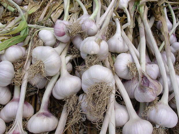 Картинки по запросу white rot on garlic
