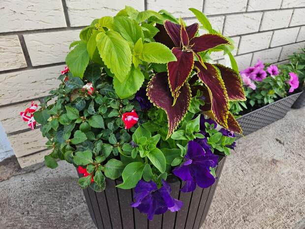 Колеусы - хэдлайнеры этого года. Выросли быстро и смотрите, какая красота получилась