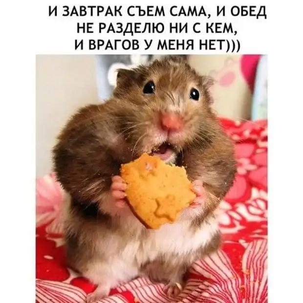 Бабка с дедом решили вспомнить молодость. Дед купил цветы, пришел...