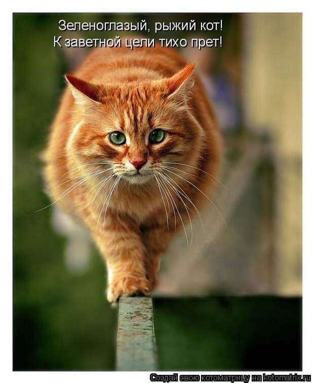 Просто котики коты, юмор
