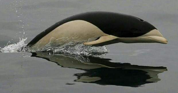Китовидные дельфины  (лат. lissodelphis) 