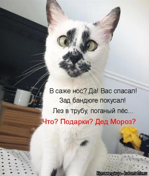 Свежая котоматрица (24 шт)