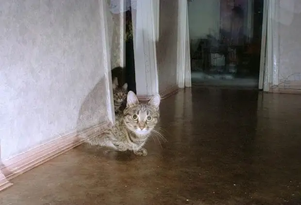 Котэ приведение. Кот призрак. Призраки котов. Фантом кошки в квартире. Кошачий призрак.
