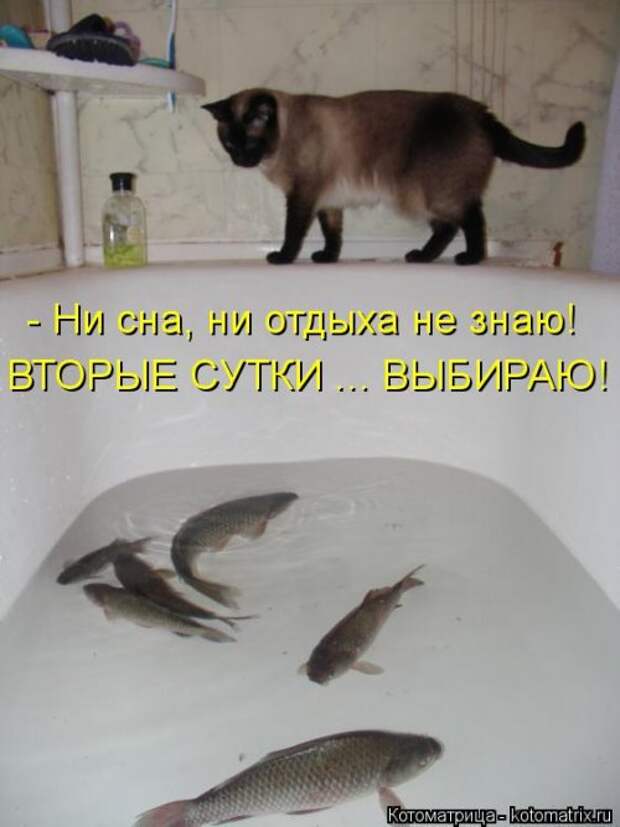 Котоматрица новая и прикольная (37 фото)