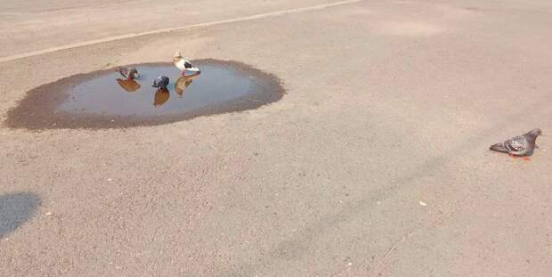 Жара 2025-го будет хуже, чем в 2018-м? Москва под угрозой!