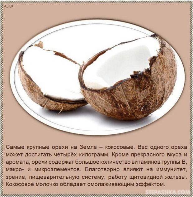101540833335333nuts_09 (686x700, 110Kb)
