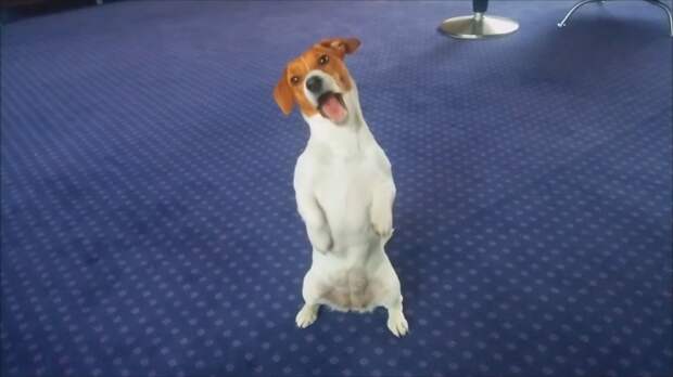 Как говорят животные Подборка говорящих собак