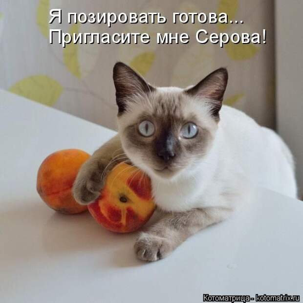 Кошатина да псятинка позитивная, этакая забавная, с надписями, очень много на выходные