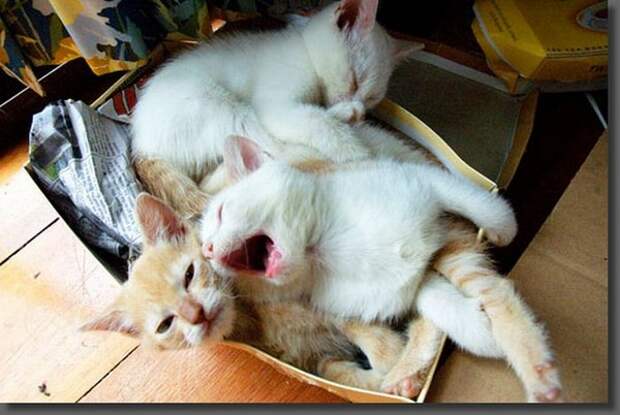 Зевающие кошки