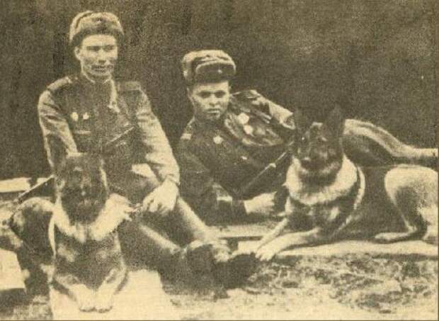 Животные - герои Великой Отечественной Войны Великая Отечественная Война, герои, животные
