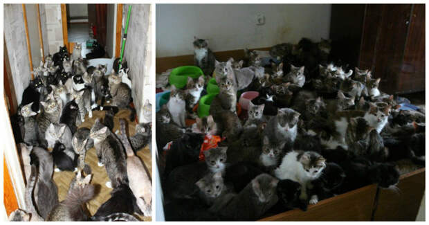 60 кошек домашние животные, кошмар, много
