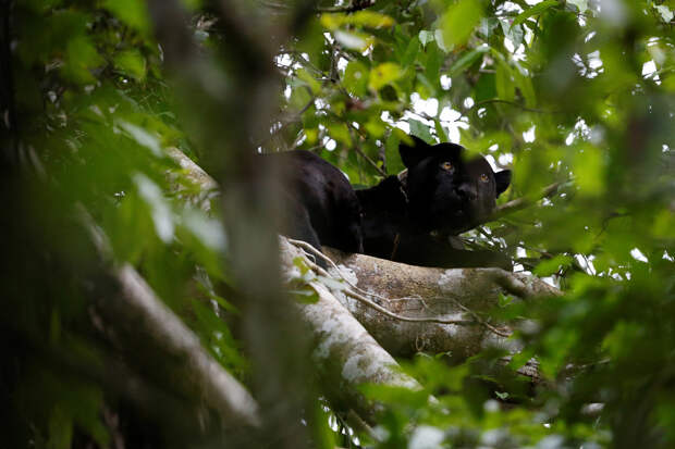 Brazil jaguars find safe haven in rainforest trees