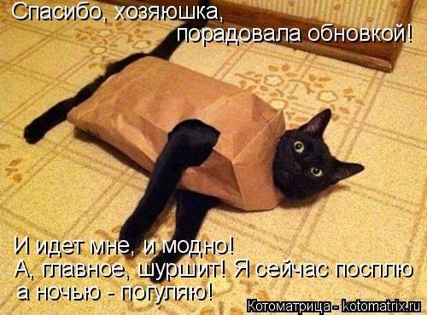 Котоматрица новая и прикольная (37 фото)