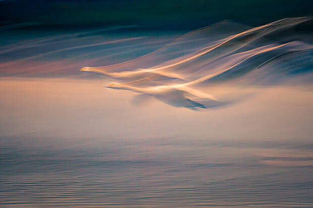 Победители фотоконкурса Bird Photographer of the Year 2020
