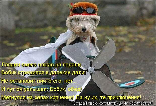 Котоматрица 29 (600x409, 61Kb)