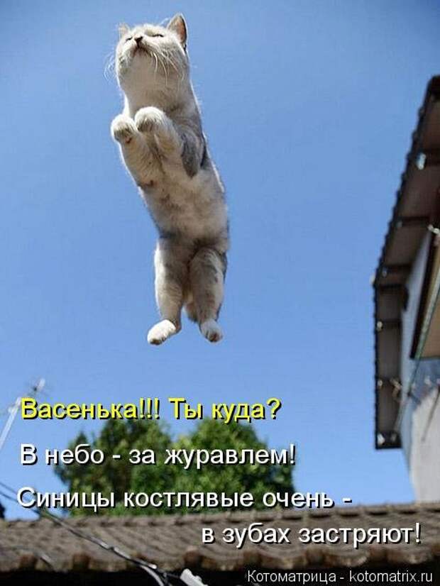 Котоматрица новая и прикольная (37 фото)