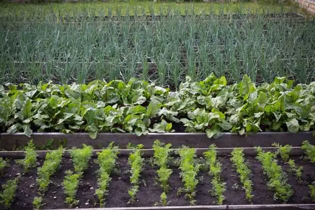 на даче надо применять правильные препараты