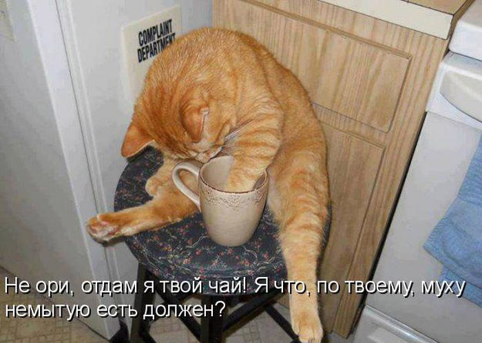 Без кота жизнь не та (27 фото) Без кота жизнь не та (27 фото)