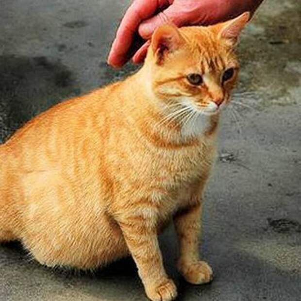 Правильное кормление беременной кошки для здоровья будущих котят