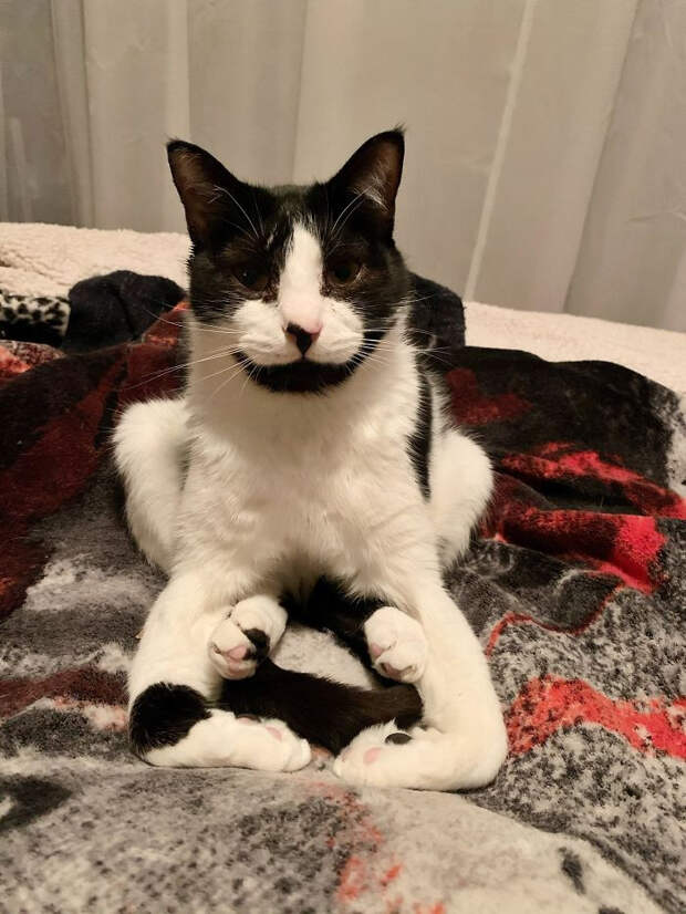 Котики, с которыми происходит что-то непонятное