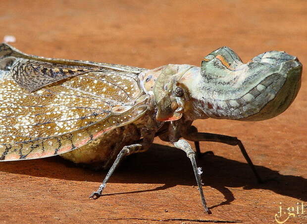 Суринамская фонарница или бабочка-крокодил насекомые, странные, ужасные, уродливые