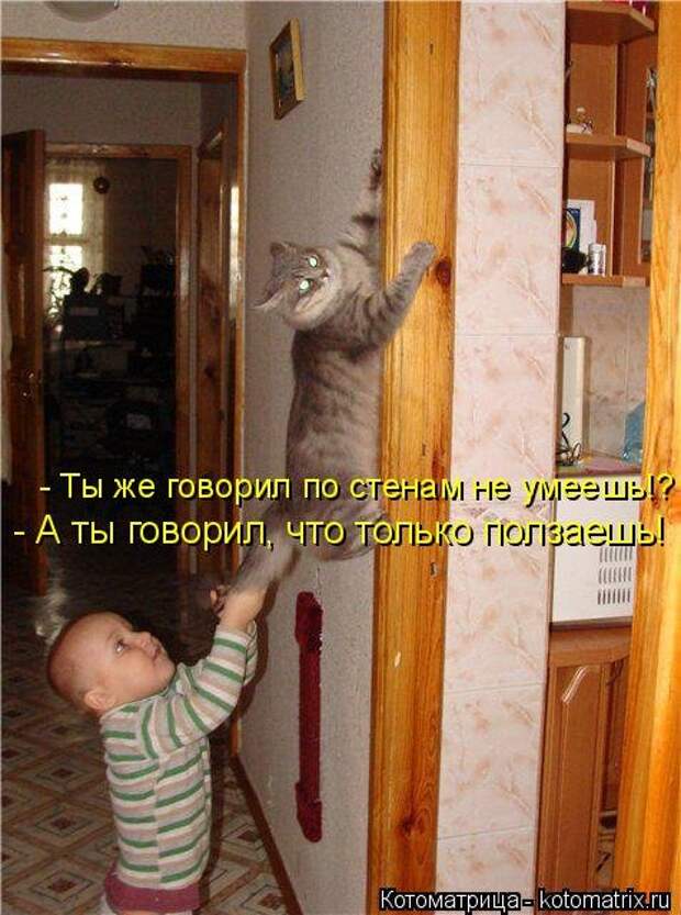 Новая котоматрица (30 фото)