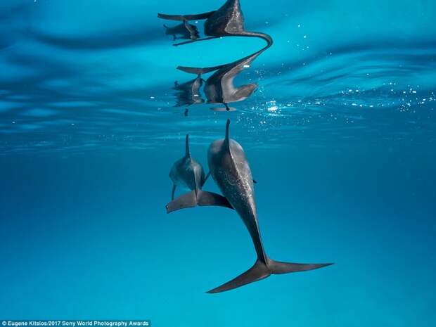 Семья. Дельфиниха с дельфиненком у берегов Багам искусство, конкурс, красота, фото