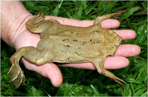 Это просто находка природы: Необычная жаба Пипа суринамская, жаба