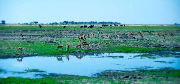 Как живут нилоты, дома которых стоят посреди самого большого болота Африки