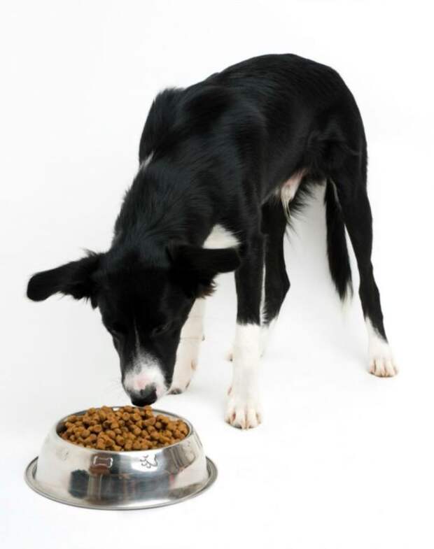 Как откормить собаку? Как и чем кормить истощенную собаку? Влажный корм для собак