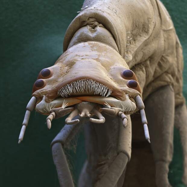 Личинка водного жука Dytiscidae интересное, красота, микросъемка, удивительное