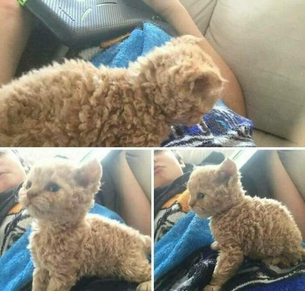 Котики, которые так и притягивают внимание к себе Котики, которые так и притягивают внимание к себе