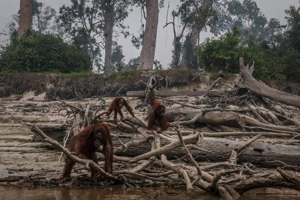 Из-за уничтожения лесов орангутангам Борнео живется всё хуже и хуже