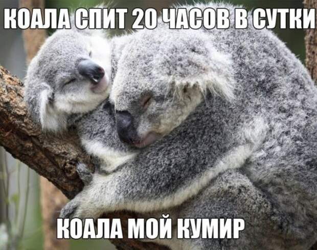 Смешные картинки с надписями (20 фото)