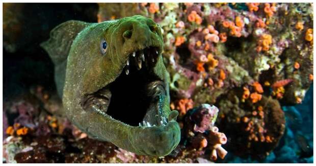Жестокий подводный мир: дайвер снял остросюжетную схватку мурены с осьминогом битва, видео, животные, мурена, осьминог
