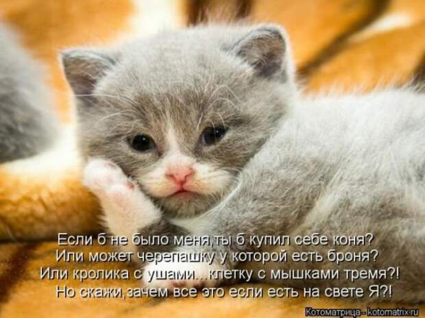 Котоматрицы(картинки с надписями)
