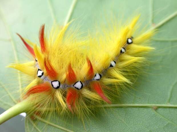 Acronicta aceris бабочка, гусеница, интересно, красиво