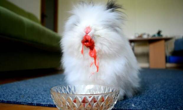 кролик ест клубнику, кролик ест вишню, кролик убийца, кролик ест ягоды кровь, кролик ест ягоды фильм ужасов