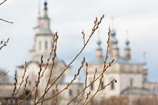 Аллергикам разрешили приносить в храм другие ветви вместо вербы