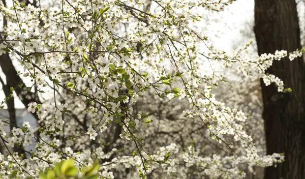 Синоптики дали прогноз на майские праздники в Нижнем Новгороде